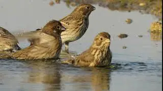 Corn Buntings