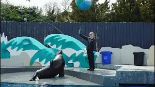 Aqua park#brooklyn #usa #newyork #aqua rium#aquapark #usa #sealshow #seal #sealonline #sealions