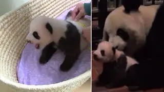 Fluffy 2-Month-Old Panda Cuddles with Mom