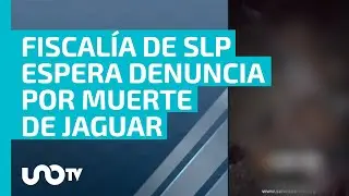 Fiscal&iacute;a de SLP, a la espera de denuncia por muerte de jaguar en la Huasteca Potosina