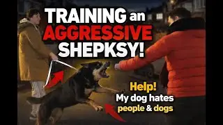 Out of Control Shepsky? Watch This Full Behaviour Fix Session