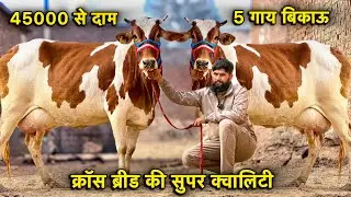45000 से दाम,किराया फ्री👌15 से 28 लीटर तक दूध👍5 गाय बिकाऊ👌Top Cross Breed Cows For Sale 