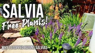 Salvia Nemorosa Self Seeding: Free Plants! How to Get New Salvias from Seed