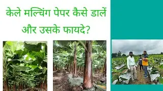 How to apply mulching paper in banana and its benefits? केले में मल्चिंग पेपर डाले और उसके फायदे!