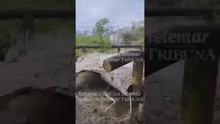 COLAPSA PUENTE TUBULAR Y DEJA INCOMUNICADOS A POBLADORES DE ORTIZ &Aacute;VILA Y NAYARIT DE CASTELLOT