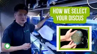OZ Discus - How we select your Discus Fish at our Sydney Aquarium