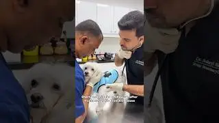 Real Moments from a Pet&rsquo;s Follow-Up Visit | Noble Veterinary Clinics - Dubai