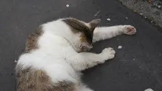 【Cat Video】 meowmeow Happy #cat  #cats  #cute