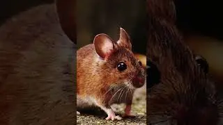 Our number one priority is keeping your home or office safe and pest free.