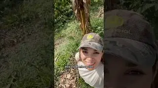 Finca cafetera peque&ntilde;a en venta Circasia Quind&iacute;o 12.5 cuadras #realestate #venta #finca