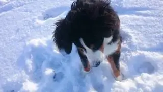 Berner Sennenhund im Schnee