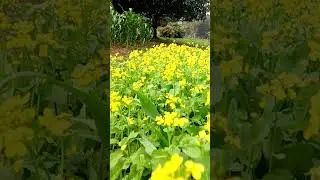 মূর্খরা আজ দেশ চালাচ্ছে শিক্ষিতরা চাকরি হারাচ্ছে। #fool #job #love  #educatedear #voice #vairal