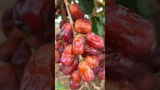 Dates trees #youtube #agriculture #saudiarabia