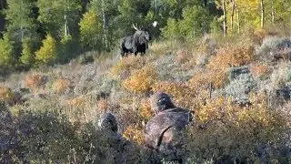 Wildlife and The Public Trust Doctrine