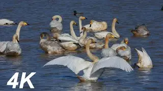 b31217 큰고니 활동 탐조 (Full 2)  4K  Whooper swan activity birdwatching