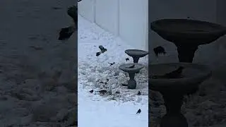 NJ Bird Feeding Cam, Snow Addition 2/4/2026 #birdfeeder