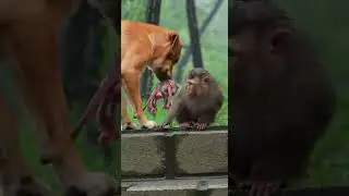 very amazing and amazing monkey in jungle ND2 #monkey  #tiger  #dog #animals #short #snake #Bird