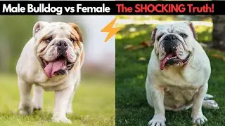 Male vs Female Bulldogs: 7 Surprising Differences You Should Know