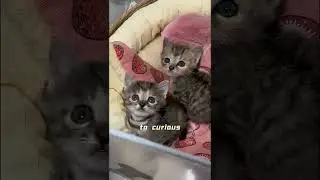 Rescue a newborn kitten#cat  #animals#rescue #pets #kitty #sad