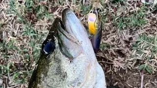 Pond fishing pressured & crowded!