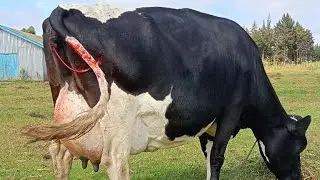 Dry Cow Management: This is how you will get a High yielding Lactating cow and a healthy Calf.