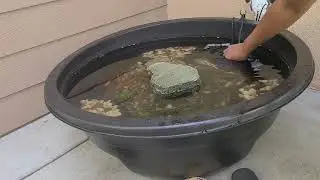 Introducing Rosy Red Minnows into the Goldfish Pond! 🐠