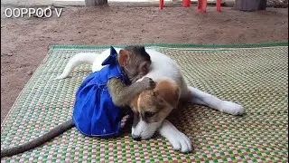Lovely  Monkey Janny  Playing Happy With Brother Loukey While Mom go out side