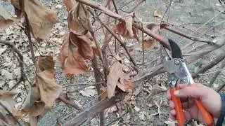 dormant (winter) pruning techniques