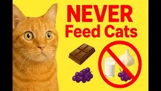 Foods You Should NEVER Feed Cats | Toxic & Dangerous Cat Foods Explained