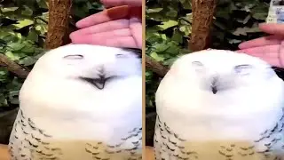 Cute Snow Owl Really Loves Petting