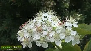 Die Bl&uuml;te der Apfelbeeren Aronia melanocarpa