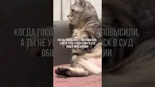 А вы успели? 😀 #адвокат #lawyer #юмор #attorneyatlaw  #lawyering #суд