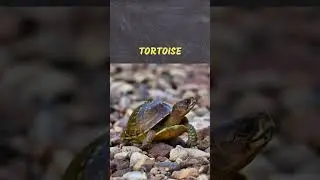 ಆಮೆ (aame) = Tortoise | Kannada to English