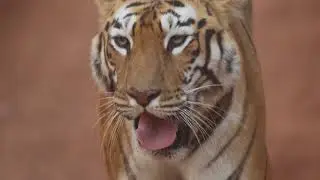 Tigers Marking Territories