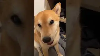 Stubborn Shiba Inu Refuses to Bark, Makes Every Other Noise Imaginable