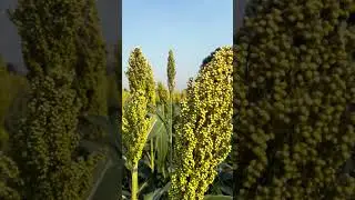 Advanta 537 hybrid jwari&hellip;#farming #shetibadi18 #agriculture #motivation #farmer#jwar#advantaseeds