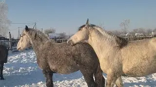 Наконец-то загуляла Лагуна и жеребец это заметил