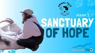 Finding hope among the goats at a farm animal sanctuary | Animal Talk