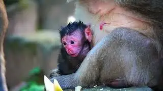 Monkey Gladdis Just Gave A Birth Dec 18 2025