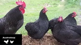 Imformatii despre rasa de gaini outoare AUSTRALORP