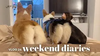 Happy and Ordinary | Simple and Slow Living with our Dogs: Corgis and a Dachshund