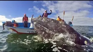 Gray Whales Adventure Winter Trip