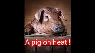 how to know if a pig is on heat #pigbreeding