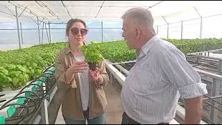 Albahaca Hidrop&oacute;nica en Tecnoflor