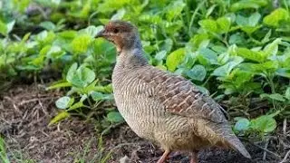 grey francolin fight