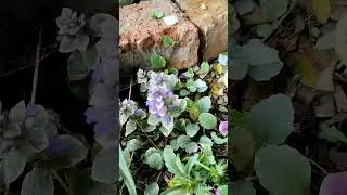 Живучка, аюга. Сорта.