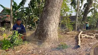 Tireless... Cut down 2 trees until the evening‼️