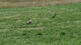 l&eacute;vrier vs li&egrave;vre