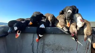 Sea Duck Hunting In Maryland For The First Time (Scoters and Oldsquaw)