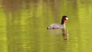 Rothalstaucher Podiceps grisegena